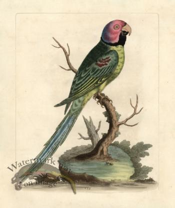 Edwards Parrot 27.jpg